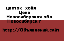   цветок  хойя “beauty“  › Цена ­ 150 - Новосибирская обл., Новосибирск г.  »    